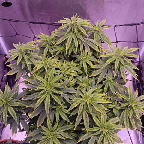Special Queen #1 growlog timeline photo