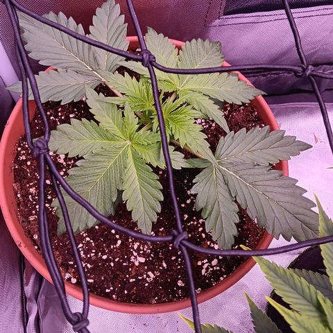 Quick One growlog timeline photo
