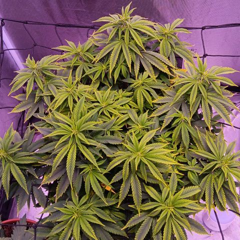Special Queen #1 growlog timeline photo