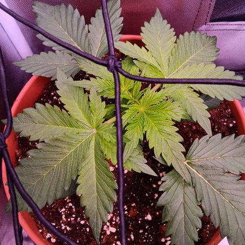 Quick One growlog timeline photo