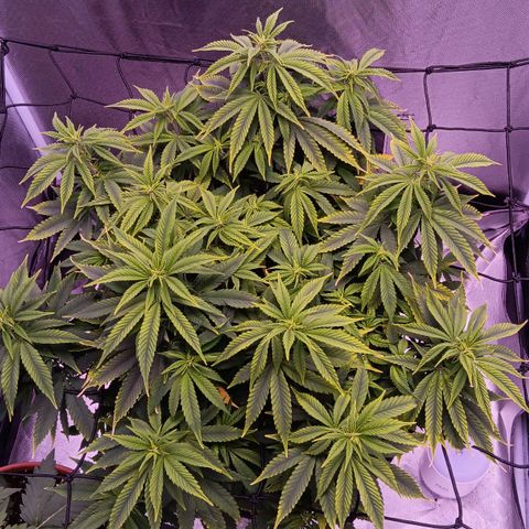 Special Queen #1 growlog timeline photo