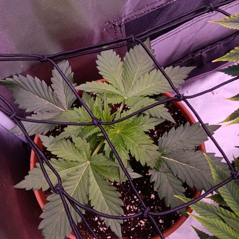 Quick One growlog timeline photo