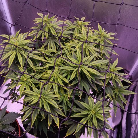 Special Queen #1 growlog timeline photo