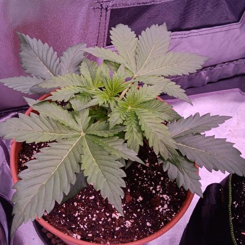 Quick One growlog timeline photo