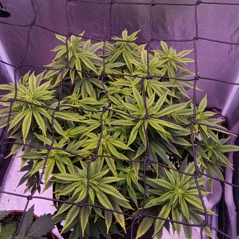 Special Queen #1 growlog timeline photo