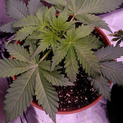 Quick One growlog timeline photo
