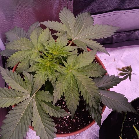 Quick One growlog timeline photo
