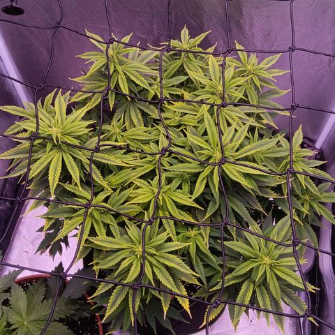 Special Queen #1 growlog timeline photo