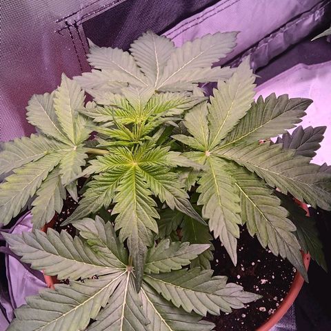 Quick One growlog timeline photo
