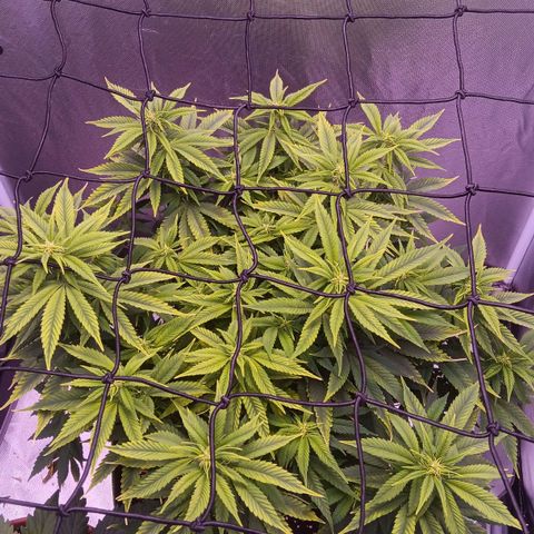 Special Queen #1 growlog timeline photo