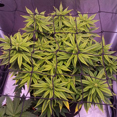 Special Queen #1 growlog timeline photo