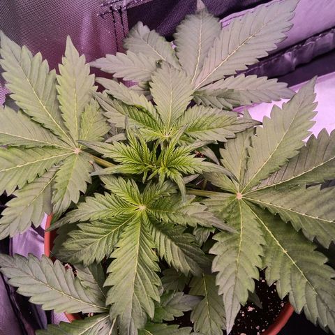 Quick One growlog timeline photo