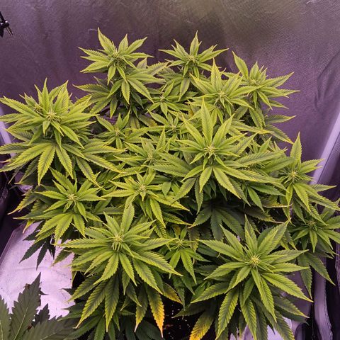Special Queen #1 growlog timeline photo