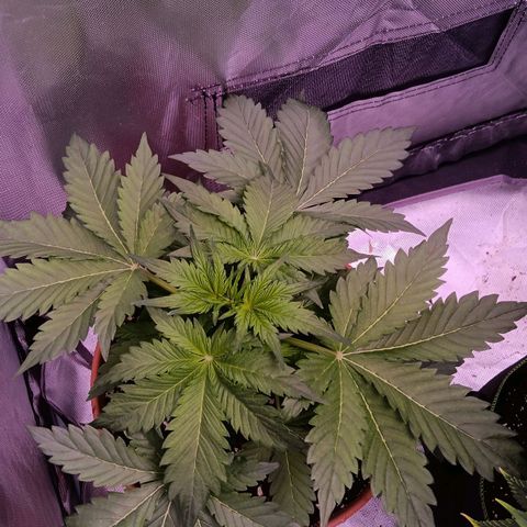 Quick One growlog timeline photo