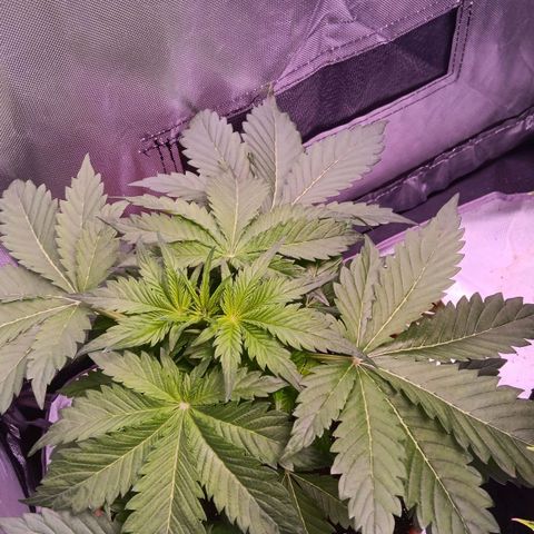 Quick One growlog timeline photo