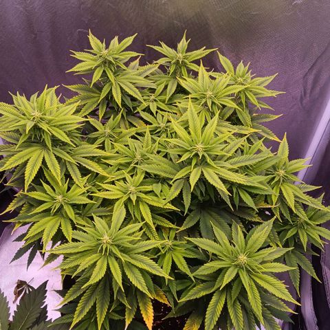 Special Queen #1 growlog timeline photo