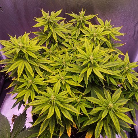 Special Queen #1 growlog timeline photo