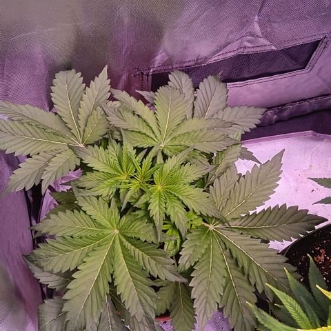 Quick One growlog timeline photo