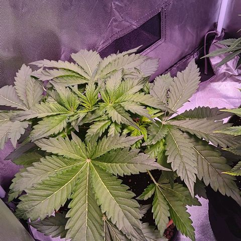 Quick One growlog timeline photo
