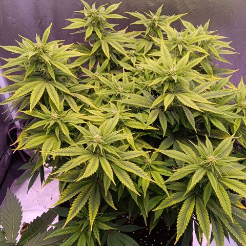 Special Queen #1 growlog timeline photo