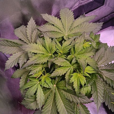 Quick One growlog timeline photo