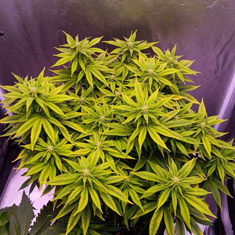 Special Queen #1 growlog timeline photo