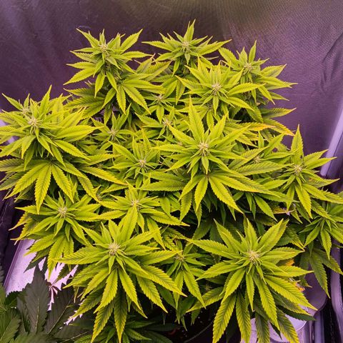 Special Queen #1 growlog timeline photo
