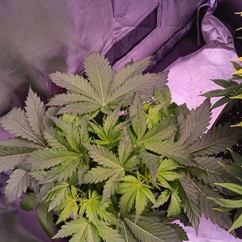 Quick One growlog timeline photo