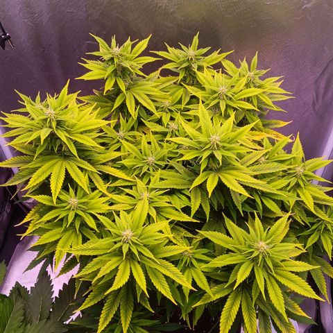 Special Queen #1 growlog timeline photo
