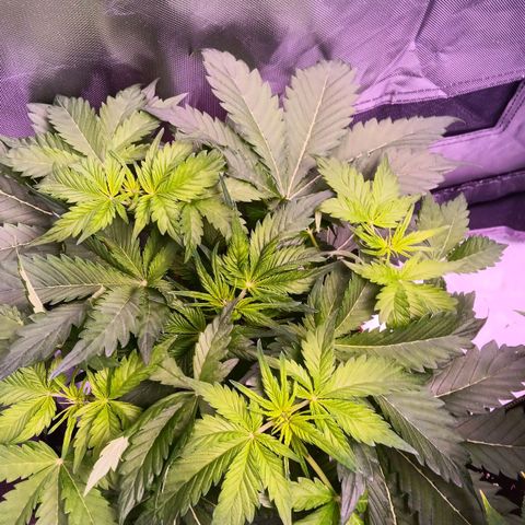 Quick One growlog timeline photo