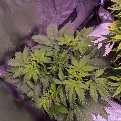 Quick One growlog timeline photo