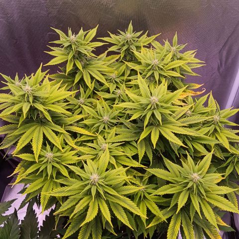 Special Queen #1 growlog timeline photo