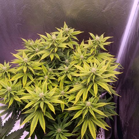 Special Queen #1 growlog timeline photo