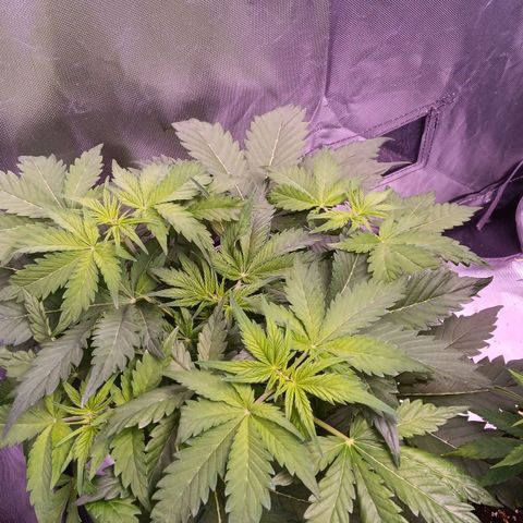 Quick One growlog timeline photo