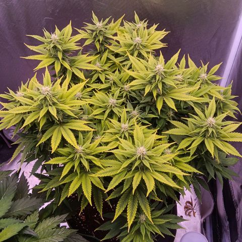 Special Queen #1 growlog timeline photo