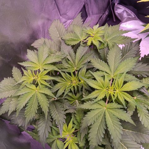 Quick One growlog timeline photo
