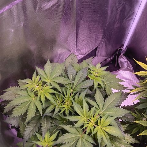 Quick One growlog timeline photo