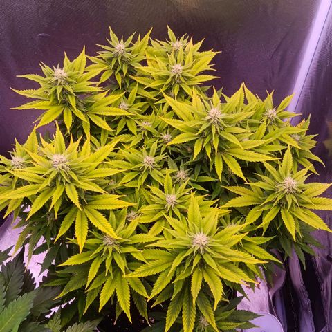 Special Queen #1 growlog timeline photo