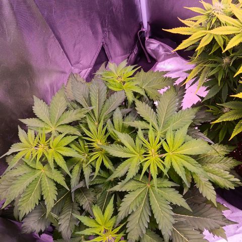 Quick One growlog timeline photo