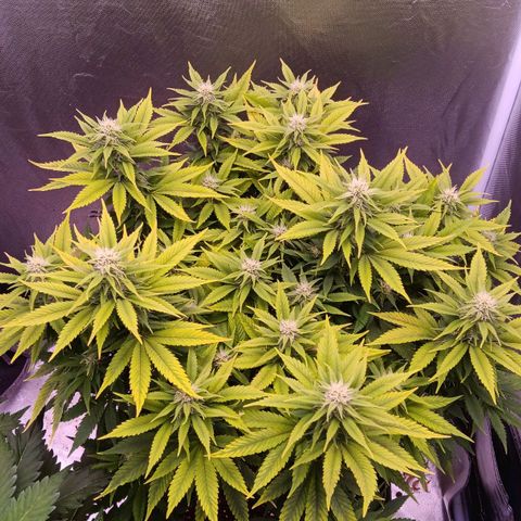 Special Queen #1 growlog timeline photo