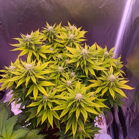 Special Queen #1 growlog timeline photo