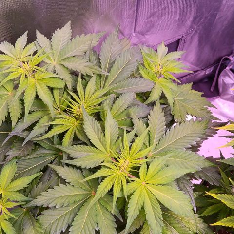 Quick One growlog timeline photo