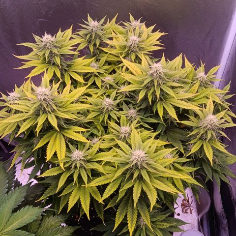 Special Queen #1 growlog timeline photo