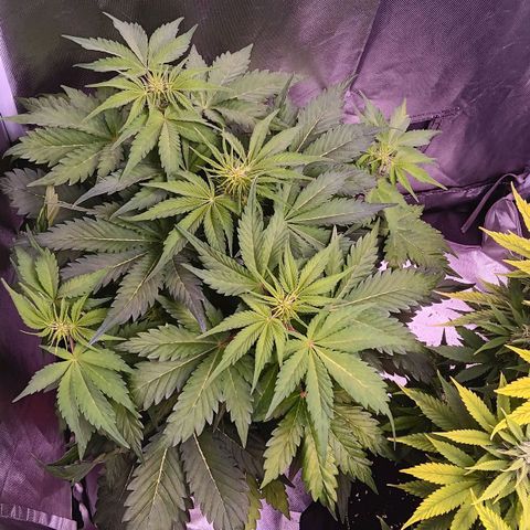 Quick One growlog timeline photo