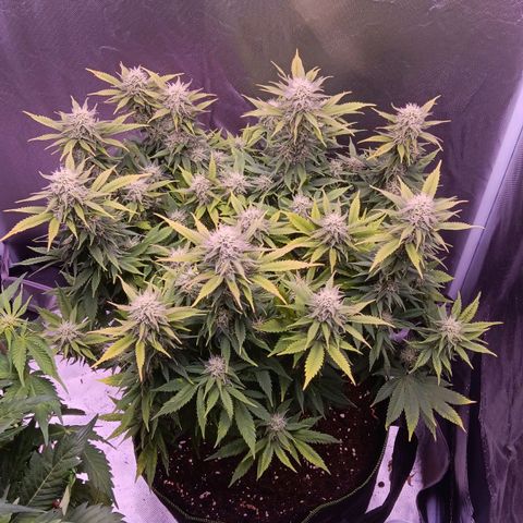 Special Queen #1 growlog timeline photo