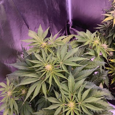 Quick One growlog timeline photo