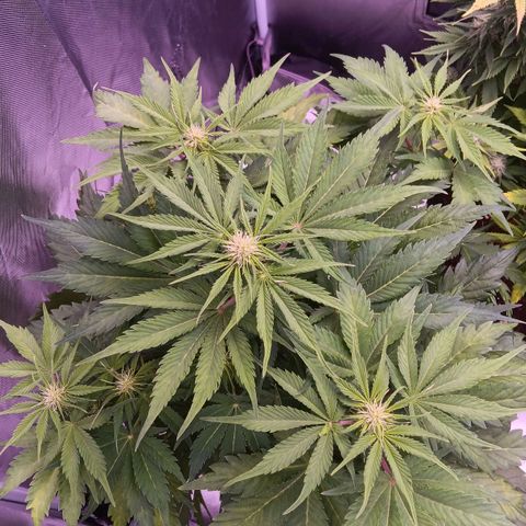 Quick One growlog timeline photo