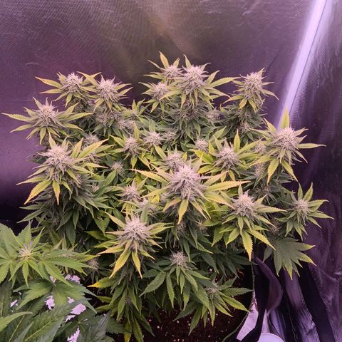 Special Queen #1 growlog timeline photo