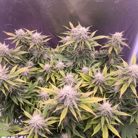 Special Queen #1 growlog timeline photo