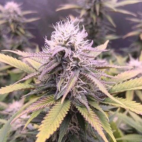 Special Queen #1 growlog timeline photo